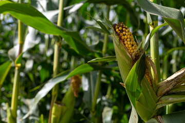 Corn cob growing in a corn field