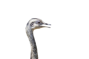 Ostrich - Struthio camelus - head with neck of young ostrich with open beak