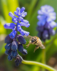 Landeanflug der Biene an Traubenhyazinthe