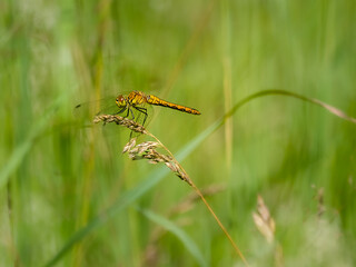 dragonfly on a stem of grass