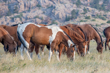 Group of domestic horses grazing together. 