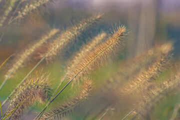 blades of decorative grass in the garden