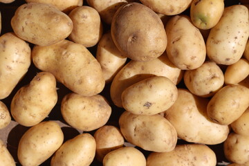 fruit potato closeup , gardening background