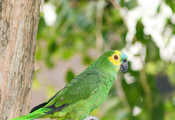 Loro Verdadeiro (Papagaio)