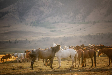 Wild horse behavior. 