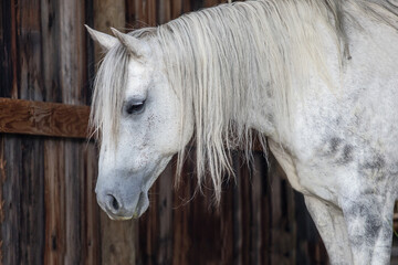 Portrait of a quarter horse standing against an old wood barn wall. 