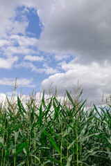 Corn field and clouds. Landscape with cornfield.