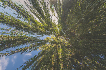 green willow tree with limbs and blue sky © katarinagondova