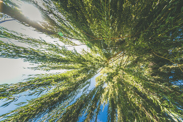 green willow tree with limbs and blue sky © katarinagondova