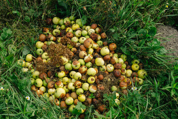 Fototapeta na wymiar Many rotten apples are piled on the grass