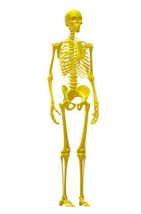  human  halloween skeleton  illustration