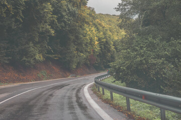 wet road through green forest