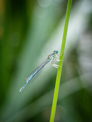 blue damselfly on a green leaf