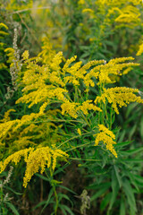 Fototapeta na wymiar Yellow flowers of goldenrod. Weed culture grows in the field.