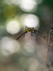 dragonfly with bokeh background