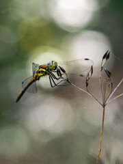 dragonfly against bokeh