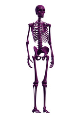  human  halloween skeleton  illustration