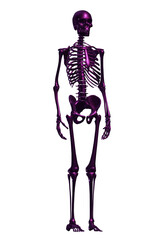 3d rendered illustration of a skeleton