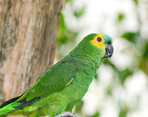 Loro Verdadeiro (Papagaio)