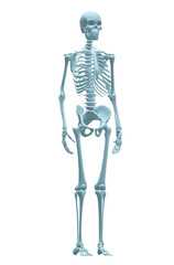 3d rendered illustration of a skeleton