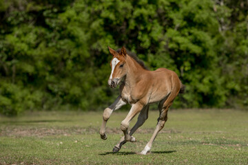 A young foal gallops around it's pasture. 