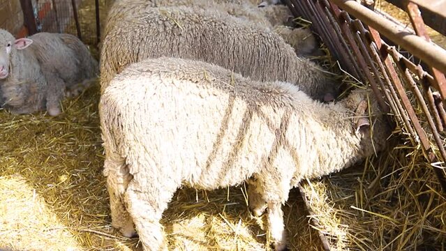 A group of sheep is standing in a barn and eating hay. Agriculture, sheep breeding. The animals stand exactly in a row and have lunch.