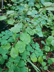 Forest leaves with water droplets