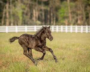 Shetland pony foal galloping around pasture. 