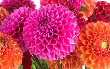 Dahlia fresh mixed flowers bouquet as background, close up. Bright bunches of colorful pompom...