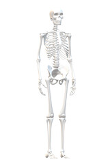 3d rendered illustration of a skeleton