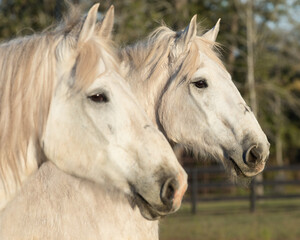 Two Percheron horses stand together.