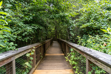 Fototapeta na wymiar Congaree National Park, South Carolina, Boardwalk Loop, an elevated walkway through the old-growth bottomland hardwood forest and swampy environment that protects delicate fungi and plant life. 