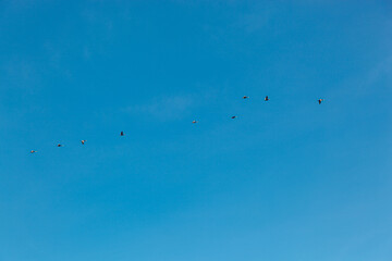 a flock of birds flying in the blue sky