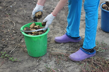 Fototapeta premium woman in gloves collects potatoes in a bucket, harvesting