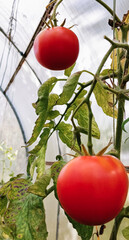 A branch of tomatoes in a greenhouse.