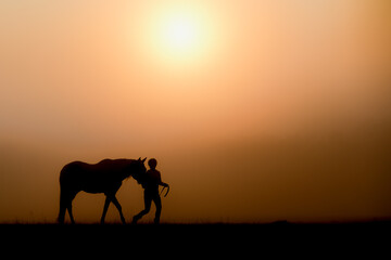 A horse is led through the fog just after sunrise. 