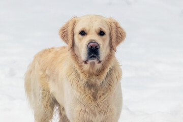 Portrait of a golden retriever dog in winter on a background of snow