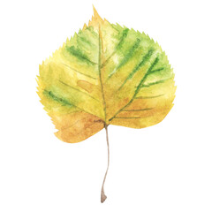 Linden leaves on white background, watercolor drawing of autumn colorful leaves, floral illustration.