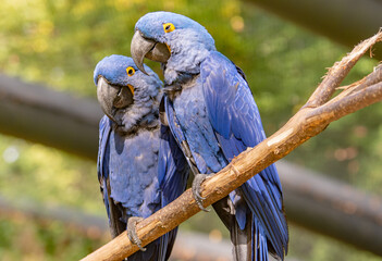 The hyacinth macaw is a blue-eyed parrot endemic to South America. With a weight of up to 1.3 kg...