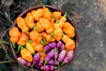 orange and purple hot peppers in a clay plate close-up selective focus
