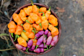 orange and purple hot peppers in a clay plate close-up selective focus
