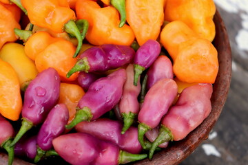 orange and purple hot peppers in a clay plate close-up selective focus