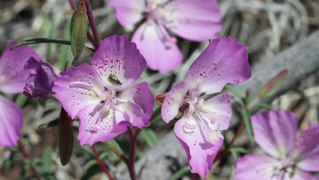 Pink flowering axillary indeterminate raceme inflorescences of Clarkia Bottae, Onagraceae, native annual monoclinous herb near in the San Rafael Mountains, Transverse Ranges, Springtime.