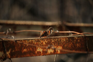 red admiral butterfly on rusty fence - obrazy, fototapety, plakaty