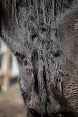 knotted horse mane © FastHorsePhotography