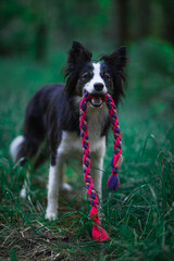 Border Collie trzyma w pysku różową zabawkę © ZiraPhoto