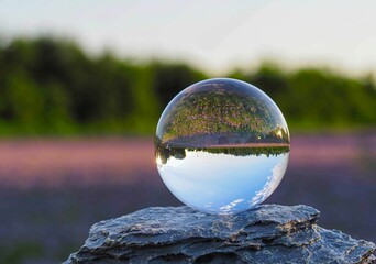 Glaskugel - Phacelia -Bienenfreund