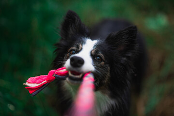 Border Collie szarpie się zabawką dla psa © ZiraPhoto