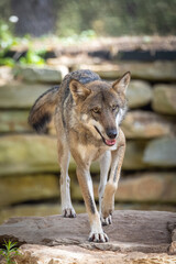 loup d'europe ou loup gris dans une forêt