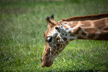 girafe en train de brouter de l'herbe